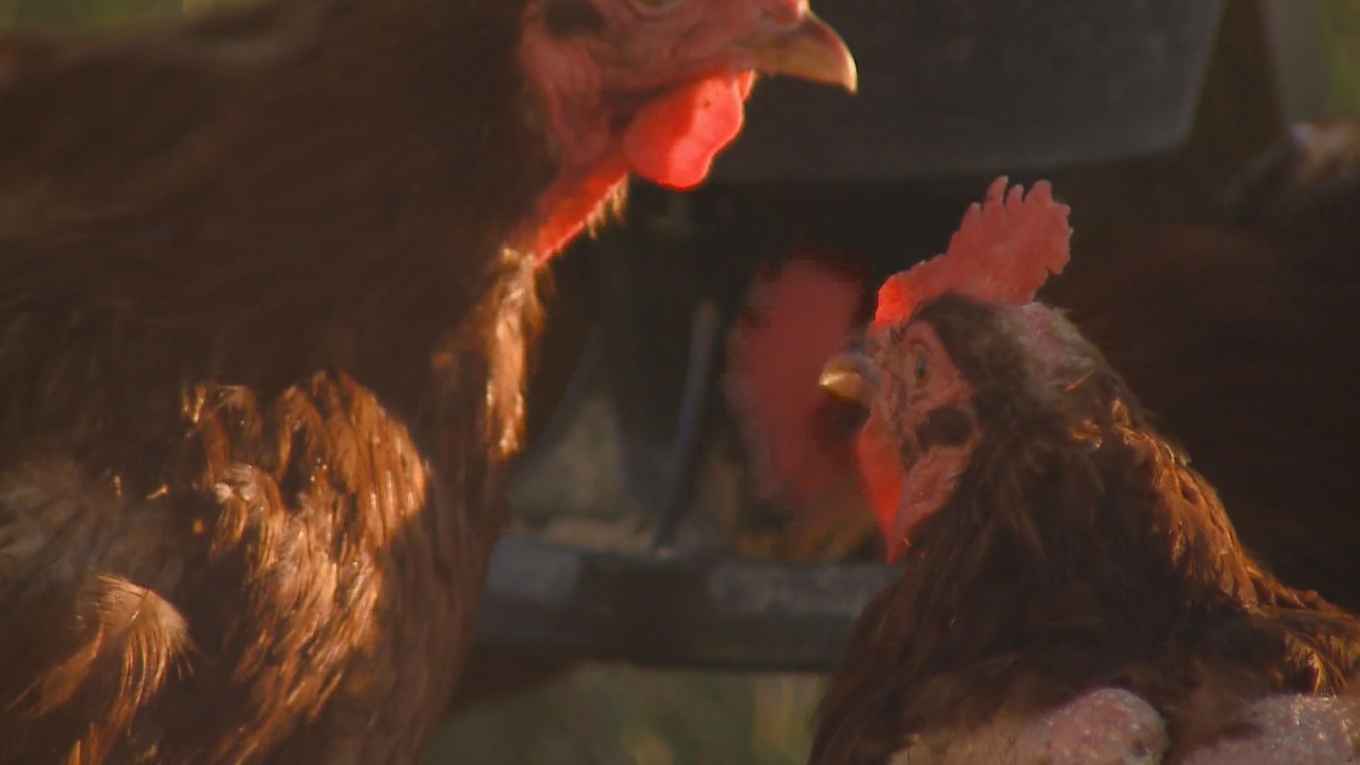 Group aimed at saving baby animals steals chickens from Berthoud farm